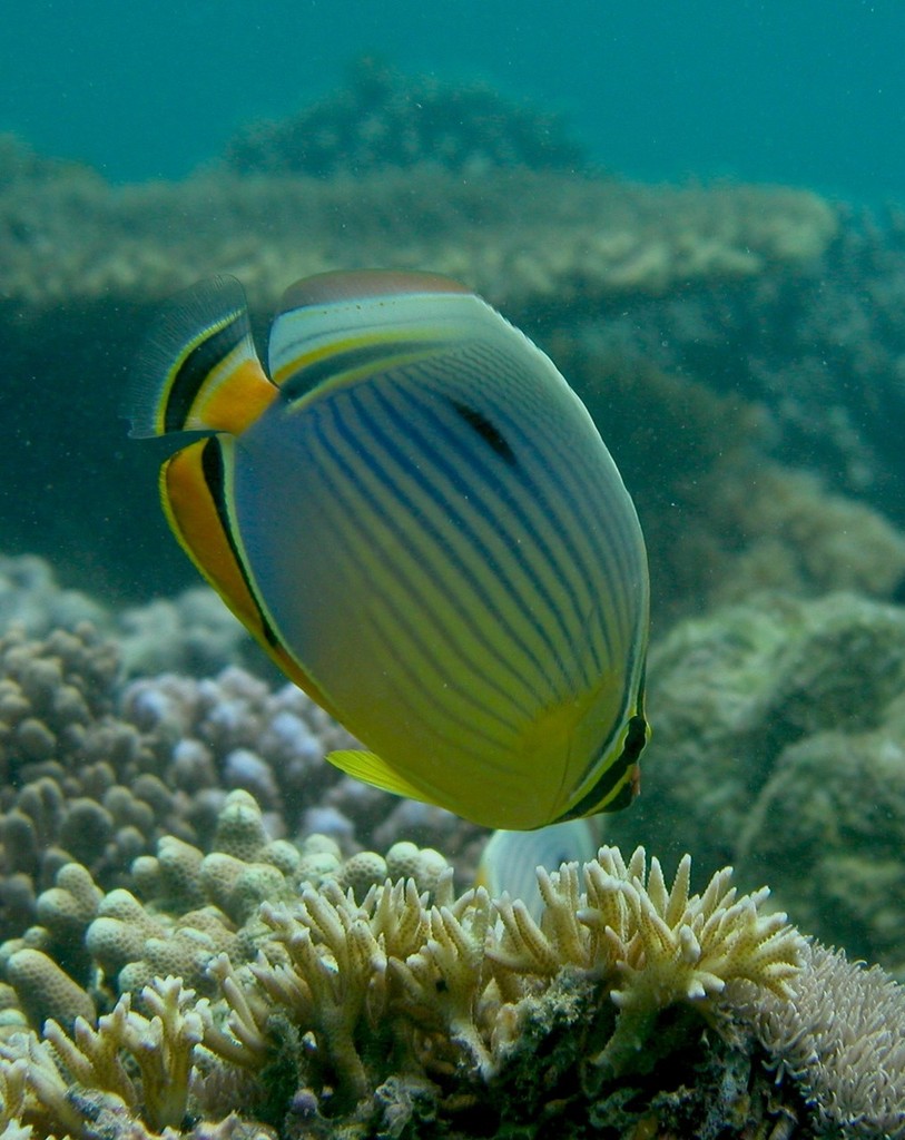 Coral feeding butterfly fish © ARC Centre of Excellence Coral Reef Studies http://www.coralcoe.org.au/